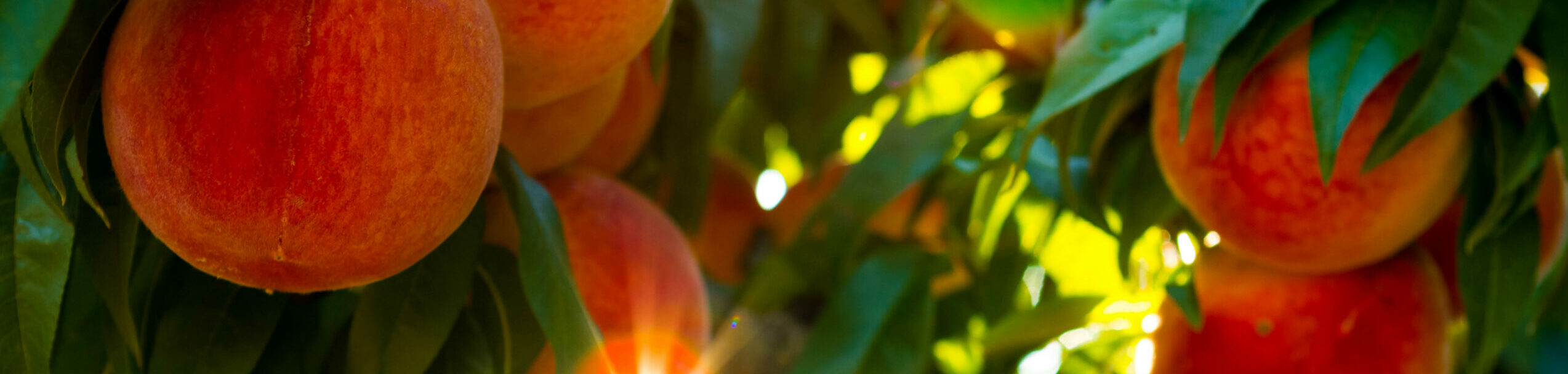 Juicy red peaches on the tree in an orchard.